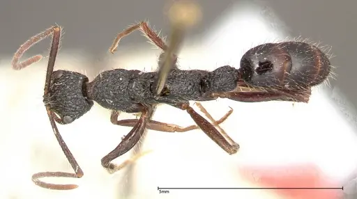Leptogenys conradti specimen FOCOL0352 image focol0352_1