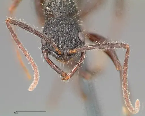 Leptogenys conradti specimen FOCOL0352 image focol0352_2