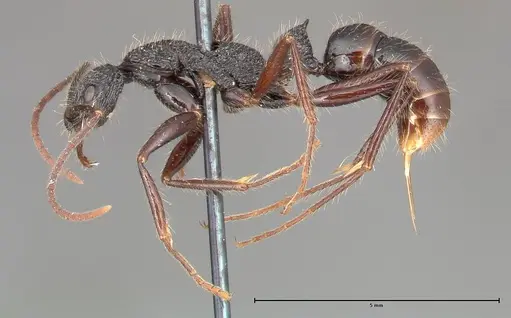 Leptogenys conradti specimen FOCOL0352 image focol0352_3