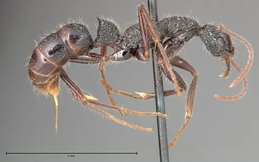 Leptogenys conradti specimen FOCOL0352 image focol0352_4