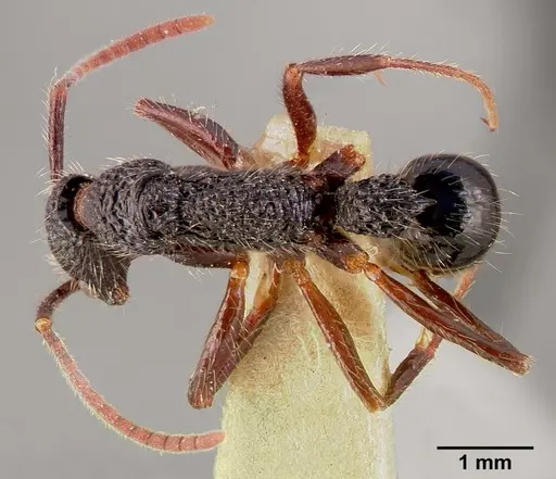 Leptogenys conradti specimen SAM-HYM-C002505A image sam-hym-c002505a_1