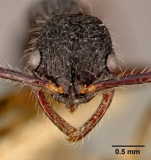 Leptogenys conradti specimen SAM-HYM-C002505A image sam-hym-c002505a_2
