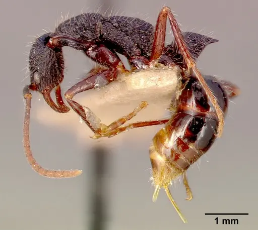 Leptogenys conradti specimen SAM-HYM-C002505A image sam-hym-c002505a_3