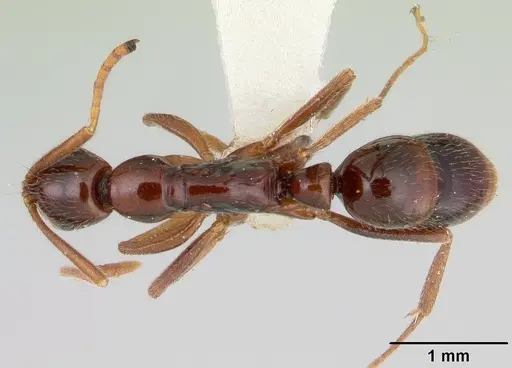 Leptogenys consanguinea specimen CASENT0178835 image casent0178835_1