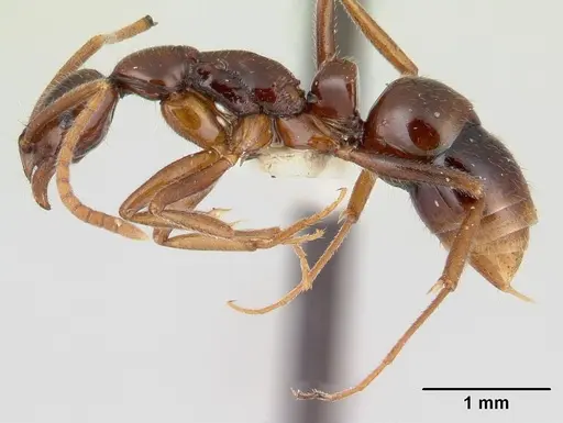 Leptogenys consanguinea specimen CASENT0178835 image casent0178835_3