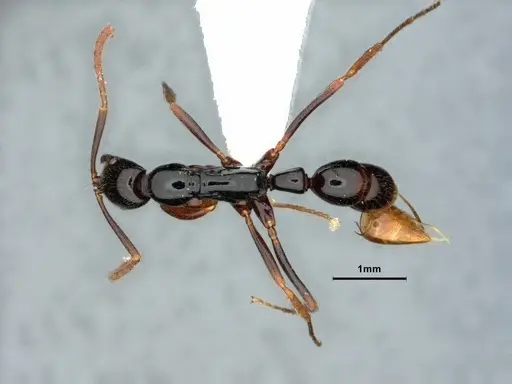 Leptogenys consanguinea specimen CASENT0844541 image casent0844541_1