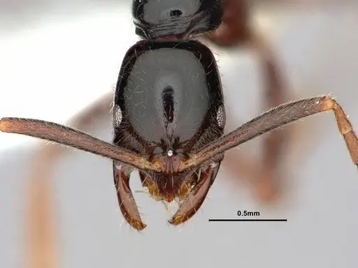 Leptogenys consanguinea specimen CASENT0844541 image casent0844541_2
