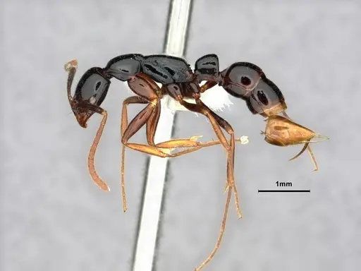 Leptogenys consanguinea specimen CASENT0844541 image casent0844541_3