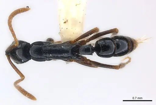 Leptogenys corniculans specimen CASENT0217021 image casent0217021_1
