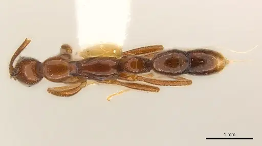 Leptogenys cracens specimen CASENT0217020 image casent0217020_1