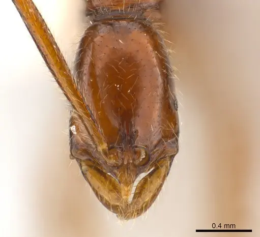 Leptogenys cracens specimen CASENT0217020 image casent0217020_2