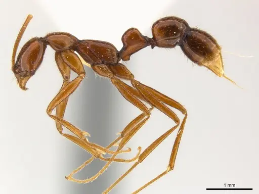 Leptogenys cracens specimen CASENT0217020 image casent0217020_3
