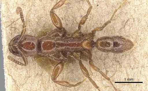 Leptogenys crassicornis specimen CASENT0903953 image casent0903953_1