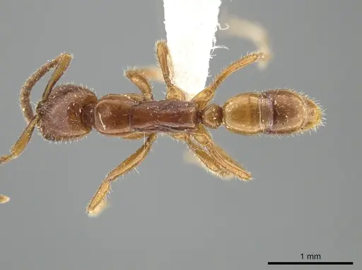 Leptogenys crassicornis specimen ZRC image zrc_ent00000092_1