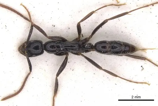 Leptogenys crassinoda specimen CASENT0902573 image casent0902573_1