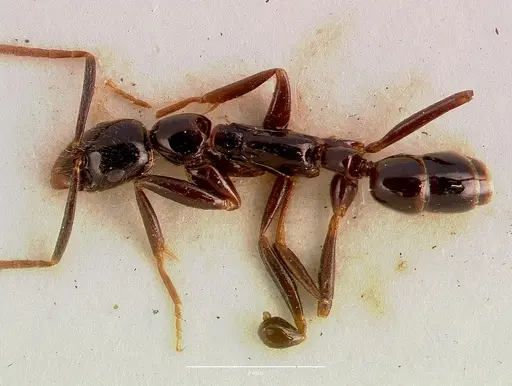 Leptogenys crassinoda specimen SAM-ENT-0011532 image sam-ent-0011532_1