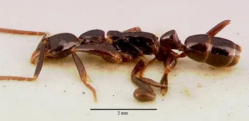 Leptogenys crassinoda specimen SAM-ENT-0011532 image sam-ent-0011532_3