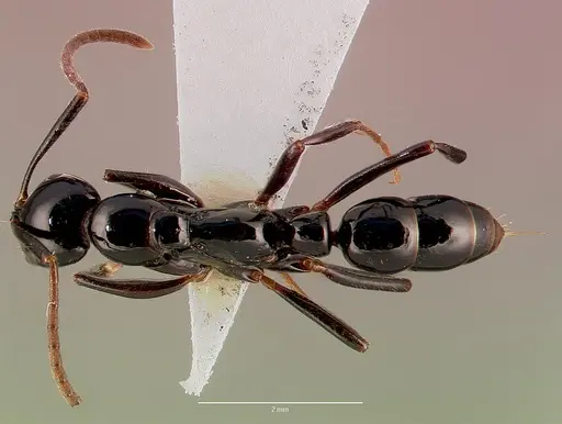 Leptogenys crassinoda specimen SAM-HYM-C002640A image sam-hym-c002640a_1