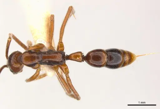 Leptogenys crudelis specimen CASENT0217019 image casent0217019_1