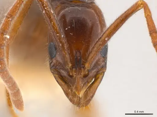 Leptogenys crudelis specimen CASENT0217019 image casent0217019_2