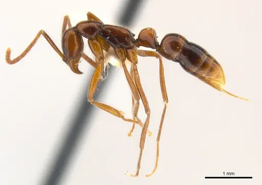 Leptogenys crudelis specimen CASENT0217019 image casent0217019_3