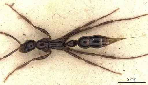 Leptogenys crudelis specimen CASENT0901358 image casent0901358_1