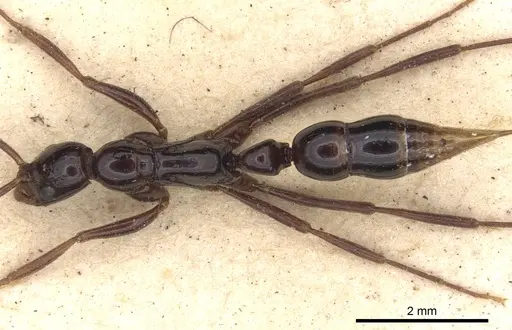 Leptogenys crudelis specimen CASENT0901358 image casent0901358_2