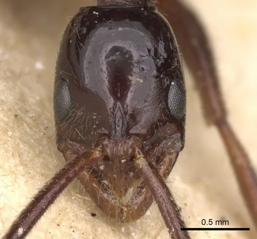 Leptogenys crudelis specimen CASENT0901358 image casent0901358_3