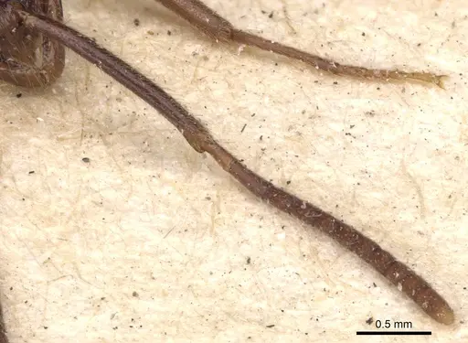 Leptogenys crudelis specimen CASENT0901358 image casent0901358_4