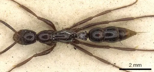 Leptogenys crudelis specimen CASENT0902625 image casent0902625_1