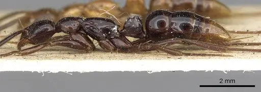 Leptogenys crudelis specimen CASENT0902625 image casent0902625_4