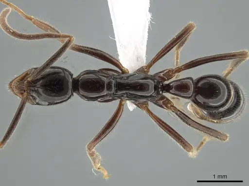 Leptogenys crudelis specimen DZUP549117 image dzup549117_1