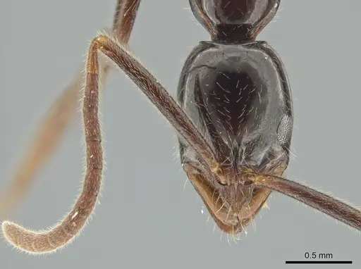Leptogenys crudelis specimen DZUP549117 image dzup549117_2