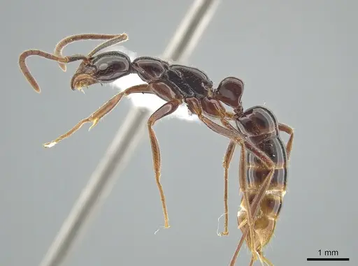 Leptogenys crudelis specimen DZUP549117 image dzup549117_3