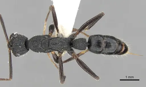 Leptogenys crustosa specimen CASENT0281916 image casent0281916_1