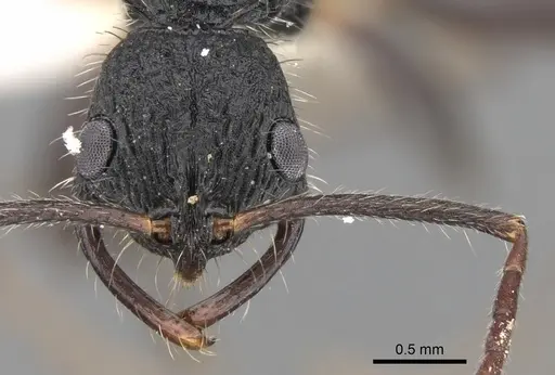 Leptogenys crustosa specimen CASENT0281916 image casent0281916_2