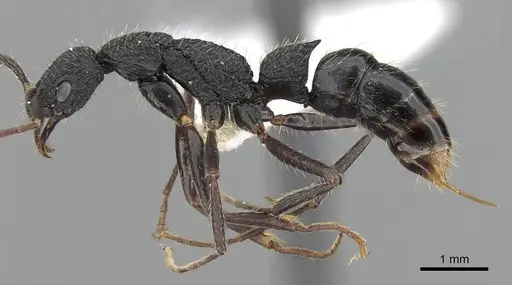 Leptogenys crustosa specimen CASENT0281916 image casent0281916_3