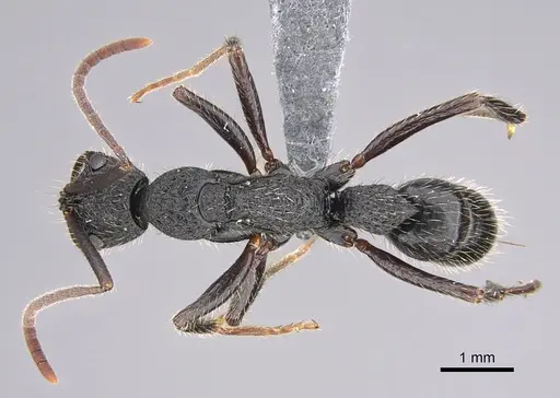 Leptogenys crustosa specimen CASENT0352386 image casent0352386_1