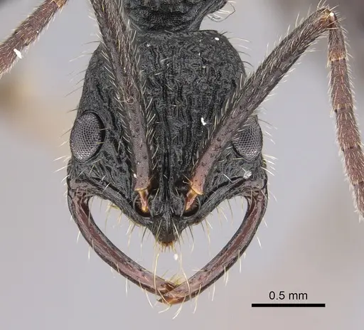 Leptogenys crustosa specimen CASENT0352386 image casent0352386_2