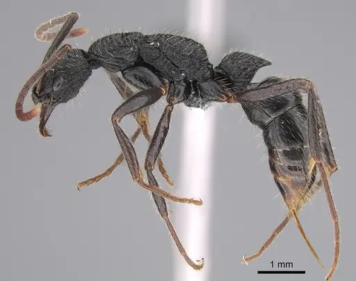 Leptogenys crustosa specimen CASENT0352386 image casent0352386_3