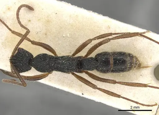 Leptogenys crustosa specimen CASENT0915219 image casent0915219_1