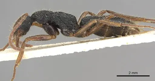 Leptogenys crustosa specimen CASENT0915219 image casent0915219_3