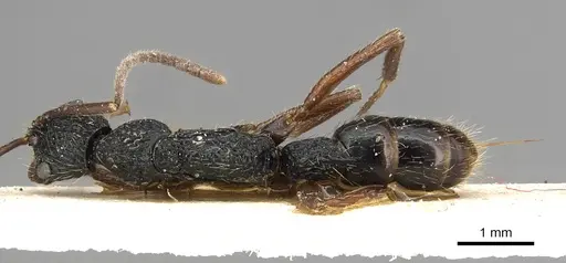 Leptogenys crustosa specimen CASENT0915220 image casent0915220_1