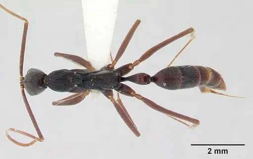 Leptogenys cuneata specimen CASENT0178802 image casent0178802_1