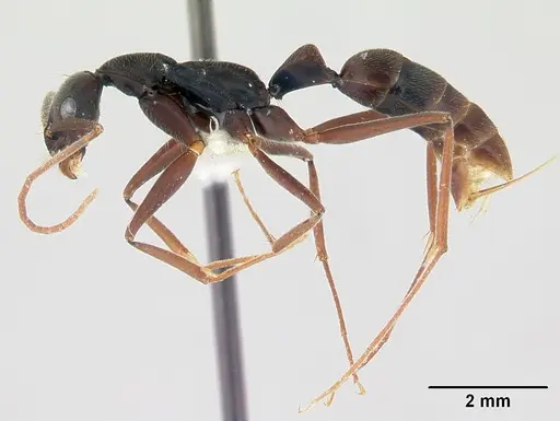 Leptogenys cuneata specimen CASENT0178802 image casent0178802_3