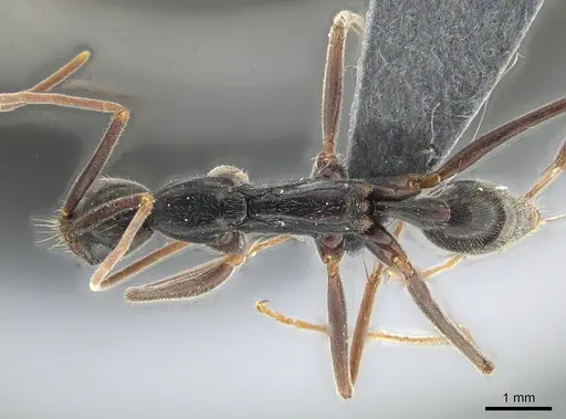 Leptogenys cuneata specimen DZUP549119 image dzup549119_1