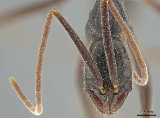 Leptogenys cuneata specimen DZUP549119 image dzup549119_2