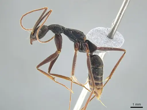 Leptogenys cuneata specimen DZUP549119 image dzup549119_3