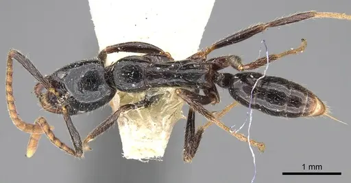 Leptogenys dalyi specimen CASENT0281930 image casent0281930_1