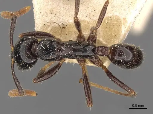 Leptogenys dalyi specimen CASENT0907364 image casent0907364_1